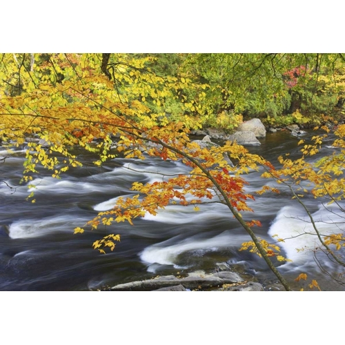 Canada, Fall maple foliage above river rapids